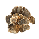 Turkey Tail