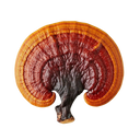 Reishi