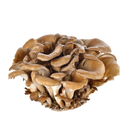Maitake