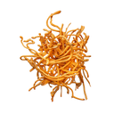 Cordyceps